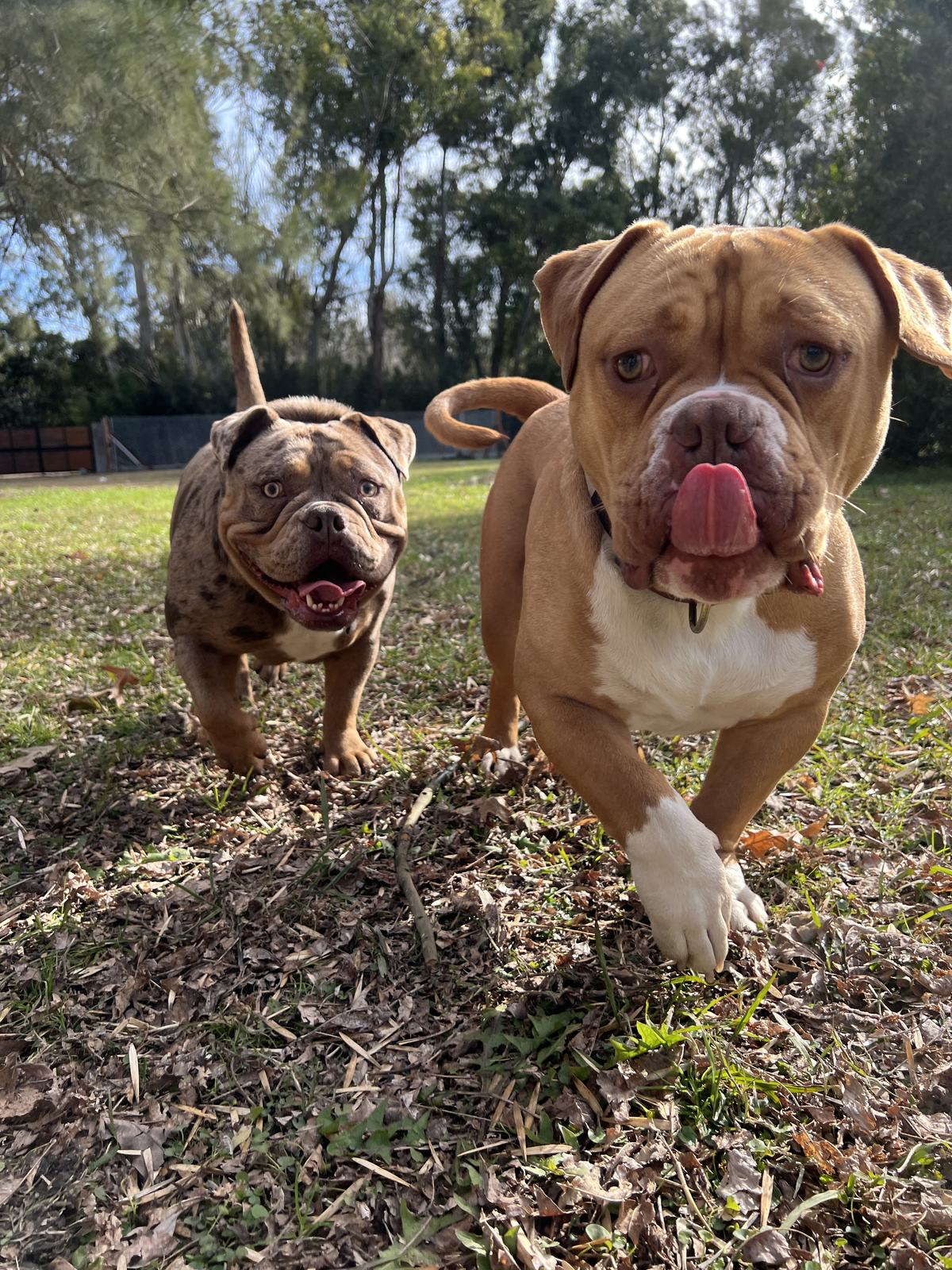 Dos perros jugando
