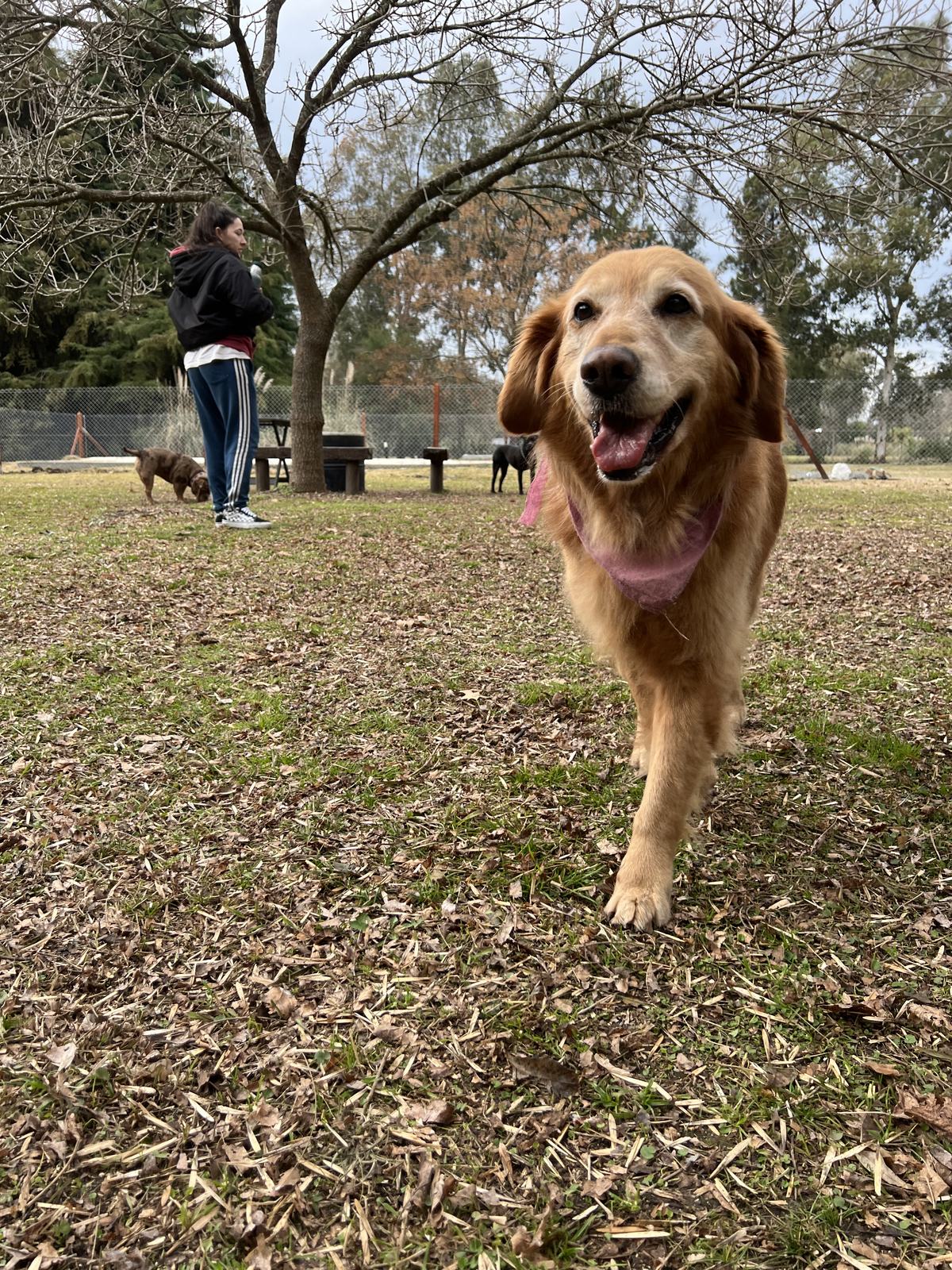 Nina corriendo libre por el predio de El Club
