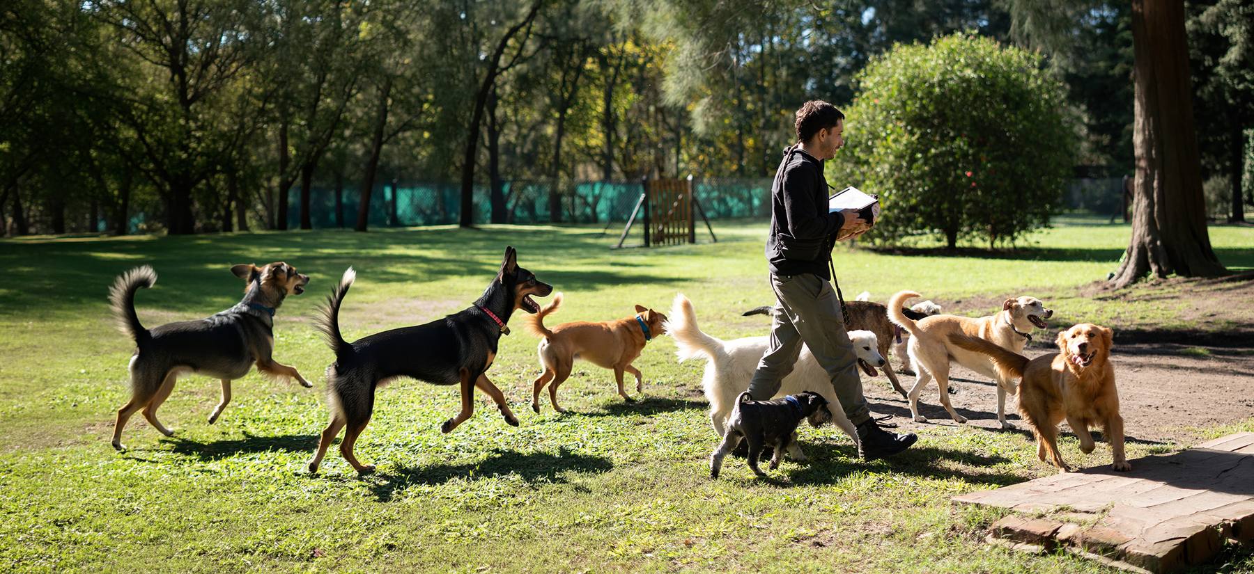 La manada de perros libres en el parque de El Club