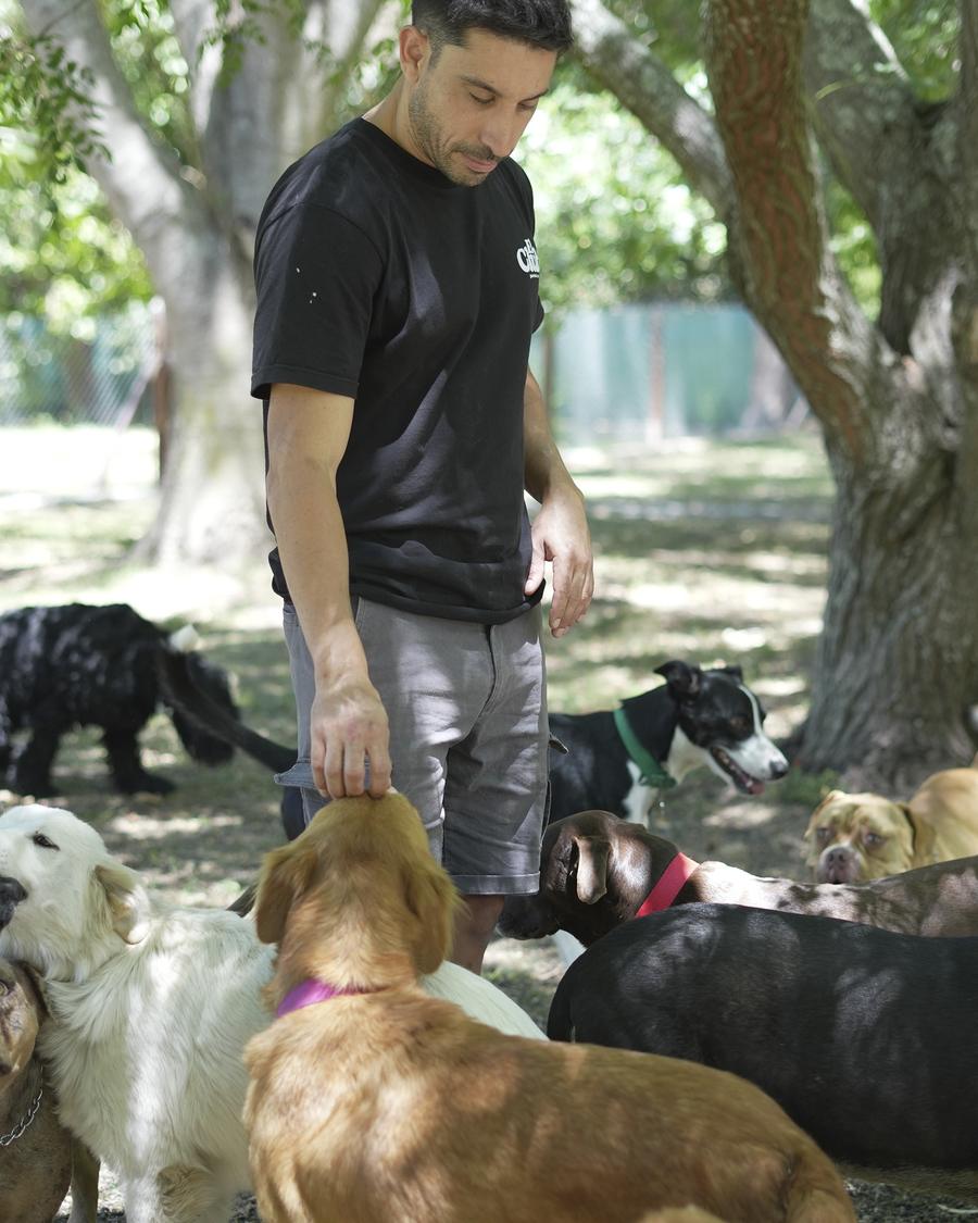 Un integrante del equipo acariciando a los perros de la manada bajo los árboles