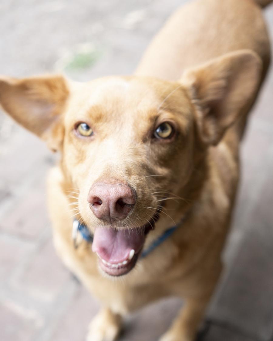 Perro sonriente mirando a cámara en el predio