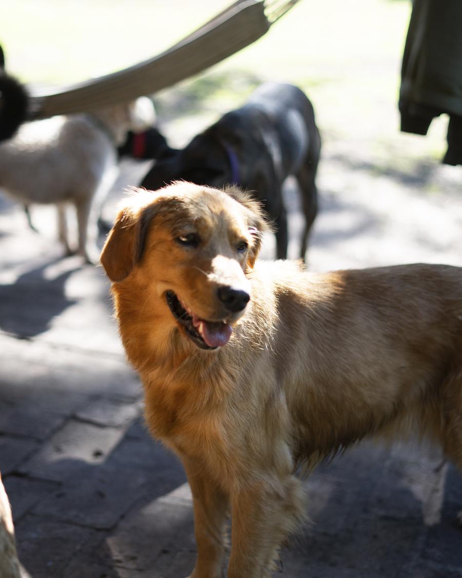 Perro mestizo dorado jugando junto a la manada