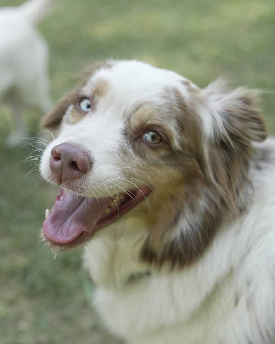 Perro de ojos claros jugando en el parque