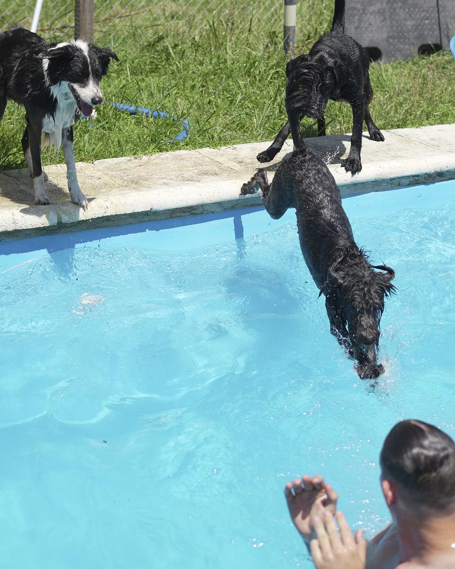Perros saltando a la pileta