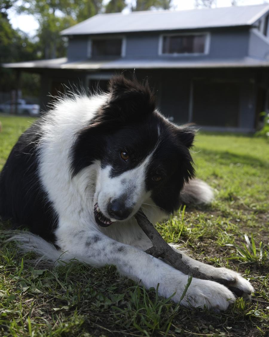 Perro border collie mordiendo un palito en el pasto